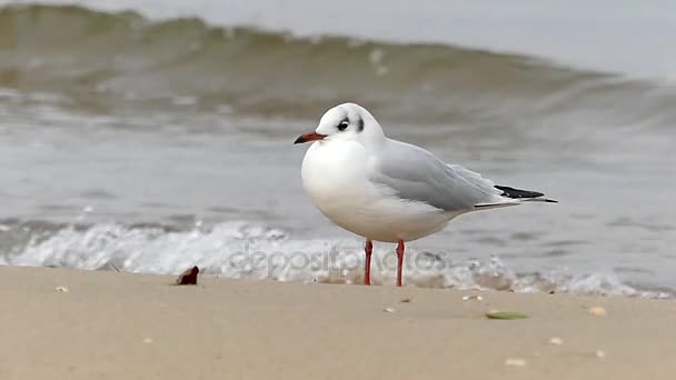 Чайка, стоячи на піщаний пляж з червоний каменем, прилеглому і приливний пінний хвиля у фоновому режимі. — стокове відео