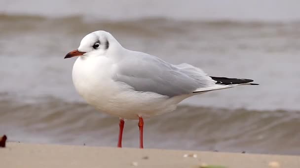 Uma gaivota solitária em pé em uma praia de areia em um tempo ventoso em câmera lenta . — Vídeo de Stock