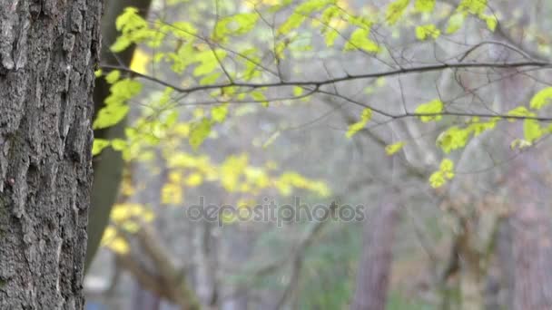 Belle fille avec une couronne de feuilles sur la tête jouant dans le cache-cache et cherchant et souriant . — Video