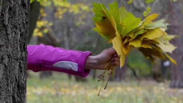 Kéz a sárga levelek, az erdő. — Stock videók