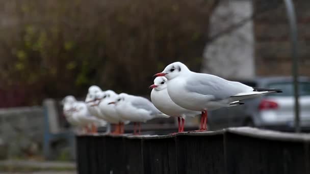 Un gabbiano che vola via da una recinzione di metallo con altri gabbiani e grandi alberi sullo sfondo in Slo-Mo . — Video Stock