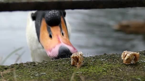 Un cisne blanco tomando alimentos cautelosamente de una valla de hormigón en un banco de estanque en un primer plano y en cámara lenta . — Vídeos de Stock