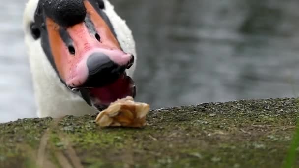 Un cisne blanco abre su pico naranja y negro tratando de tomar comida de un muelle concreto de una manera divertida en Slo-Mo . — Vídeos de Stock