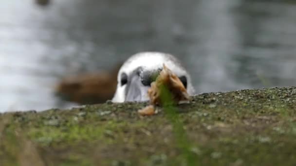 Um cisne branco abrir seu bife preto para levar o pão deitado em uma cerca de concreto em um close-up em câmera lenta . — Vídeo de Stock