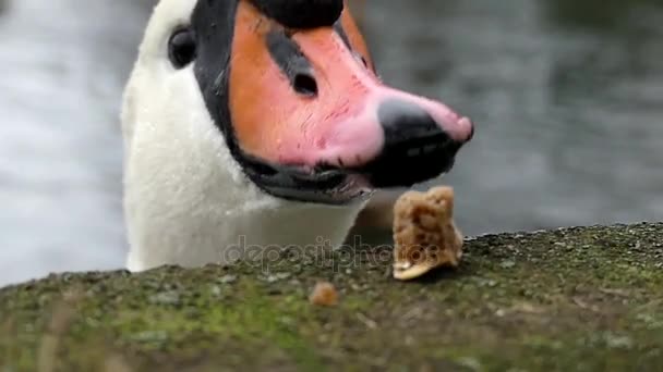 Um pântano branco tentando tirar comida de um cais de concreto, mas recebendo apenas uma migalha dele em câmera lenta . — Vídeo de Stock