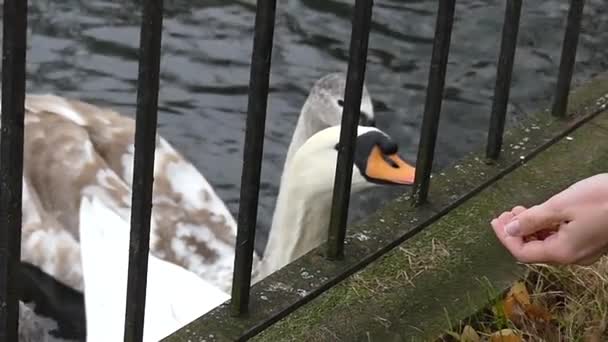 Білий лебеді взявши хліб, від дівчини руку через металевий паркан на ставок банку в уповільненому Русі. — стокове відео