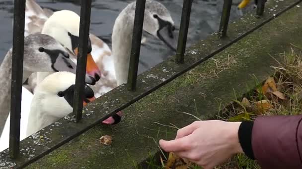 White Swans and a Girl 's Hand Trying to Feed Them Through a Metal Fence in Slow Motion . — стоковое видео