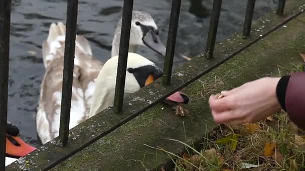 Cigni bianchi che prendono cibo da una mano femminile attraverso la recinzione in metallo in uno zoo in movimento lento . — Video Stock