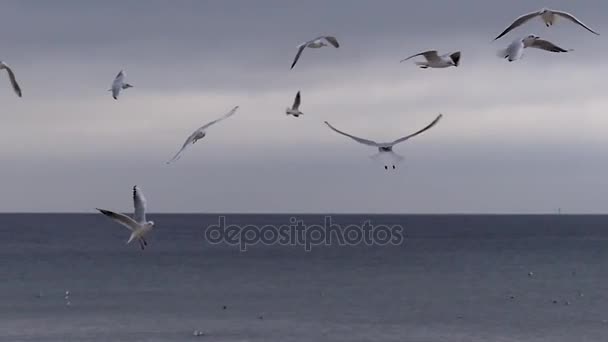 Стая чаек, летающих над осенним морем с плавающими чайками в медленном движении — стоковое видео