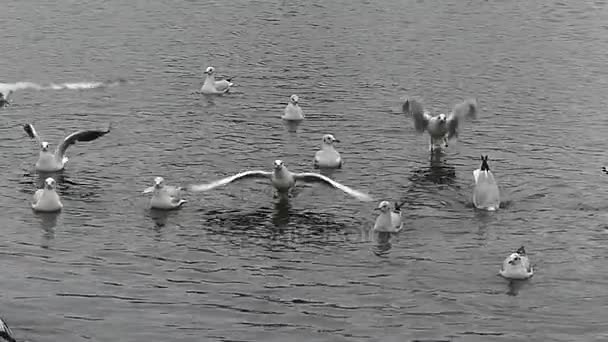 A Flock of Seagulls Taking Off From Rippled Waters in Slow Motion. — Stock Video