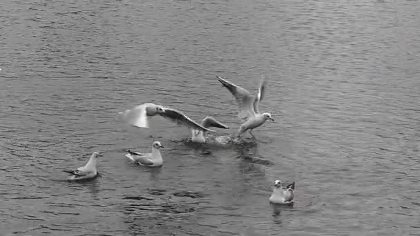 Un troupeau de mouettes décollant de la surface de la rivière au ralenti . — Video