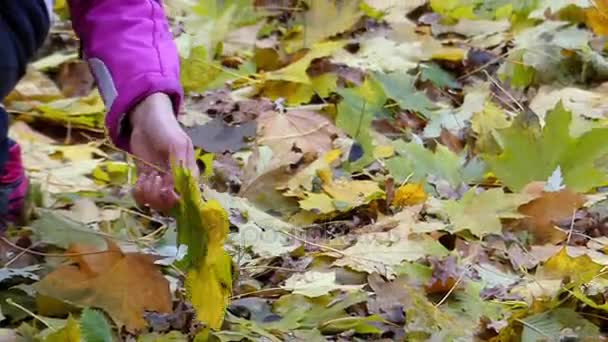 Рука дівчини піднімає жовті кленові листя . — стокове відео