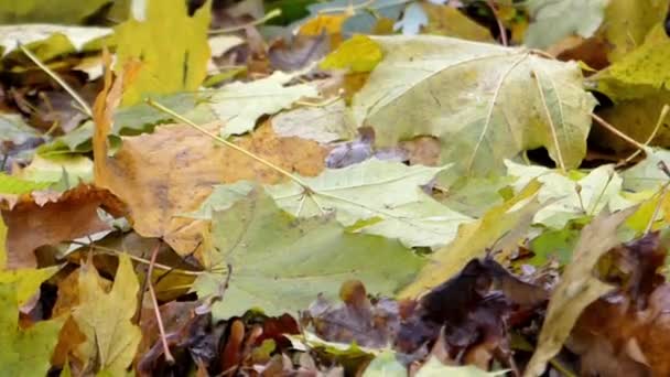 땅에 누워 바람에 흔들리는 녹색과 노란색 잎. — 비디오