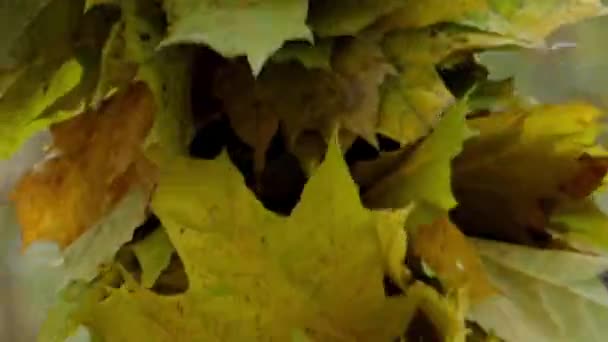 Meisje in het bos maken krans van esdoorn bladeren. — Stockvideo