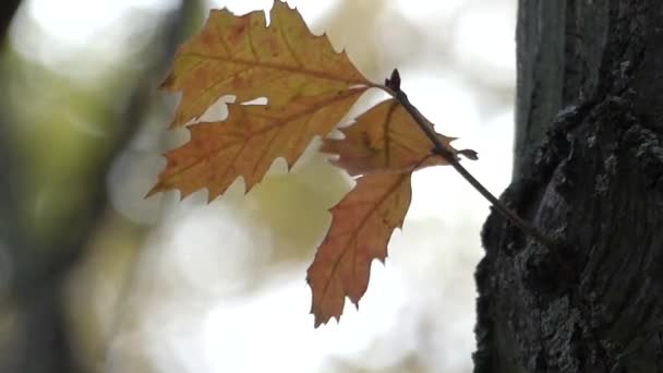 Alone Leaves Swaying on the Wind. Close Up. — Stock Video