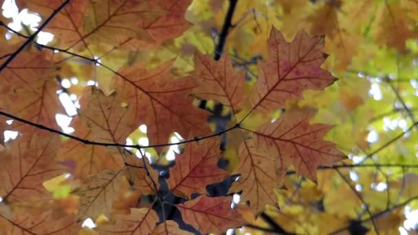 Κόκκινα και κίτρινα φύλλα, ταλαντεύονται στον άνεμο. — Αρχείο Βίντεο