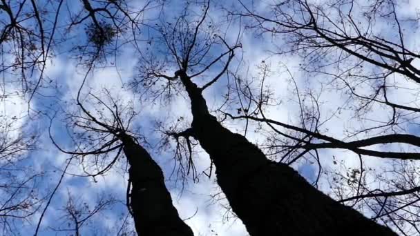 Верхушки деревьев в осеннем лесу и голубые облака в небе . — стоковое видео