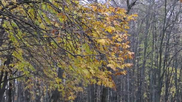 Ramas con hojas amarillas de castaño balanceándose en el viento en el parque . — Vídeos de Stock