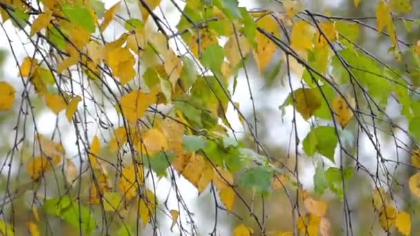 Gałęzie brzozy na wiatr w parku. — Wideo stockowe
