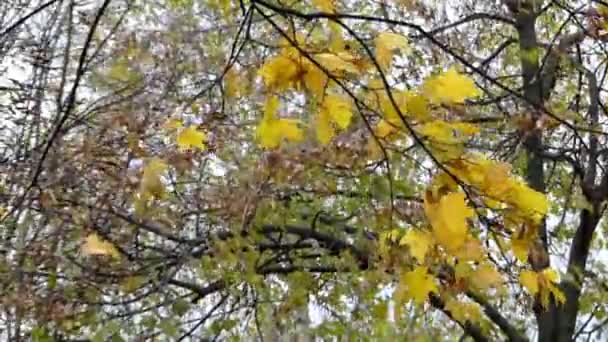 Feuilles d'érable jaunes sur le vent oscillant . — Video