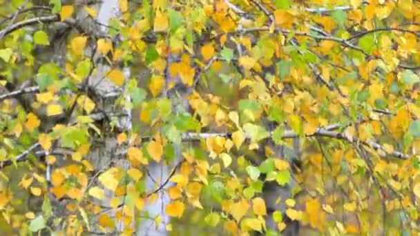 Beautiful Leaves of Birch on the Autumn Park. — Stock Video