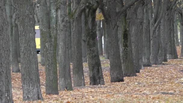 Line of the Trunk of Trees on the Park. — Stock Video