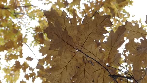 Lindas folhas de carvalho de outono na árvore balançando no vento em close-up Shot . — Vídeo de Stock