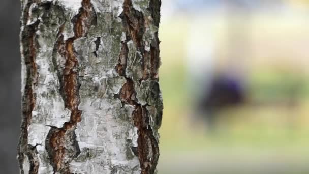 Stammen av Björk i parken närbild. — Stockvideo