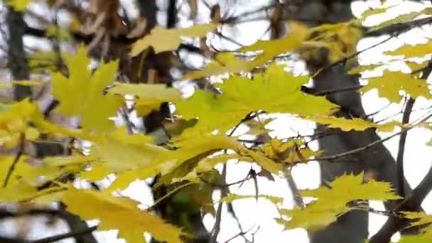 Maple Leaves Shaking in Different Directions in the Wind. — Stock Video