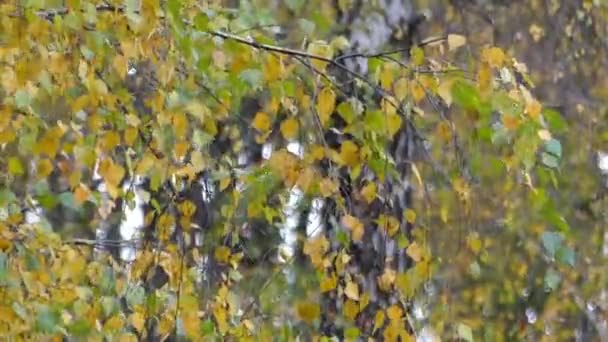 Herbstliche Birke wiegt sich im Wind. — Stockvideo