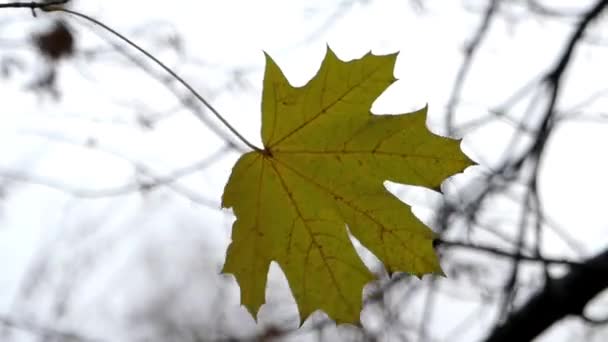 바람에 흔들리는 혼자 녹색 단풍 잎. — 비디오