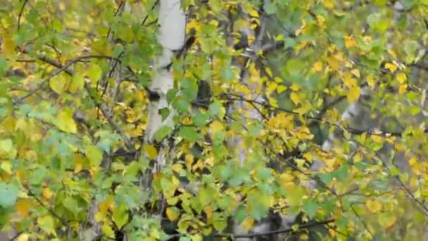 Sonbahar parkta rüzgarda sallanan güzel huş ağacı dalları. — Stok video
