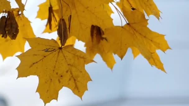 Muchas hojas de arce amarillo en el árbol durante el viento . — Vídeo de stock