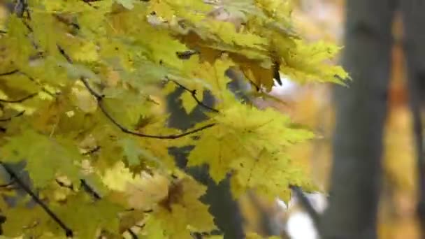 Szél mozgatja a sárga levelek ágait a parkban-őszi időszakban. — Stock videók