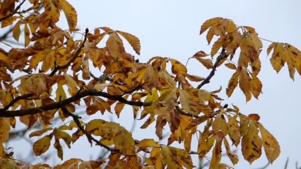 Trockene gelbe Kastanienblätter, die im herbstlichen Park im Wind schwanken. — Stockvideo