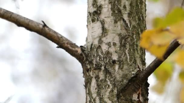 Il tronco bianco di betulla nel parco da vicino . — Video Stock