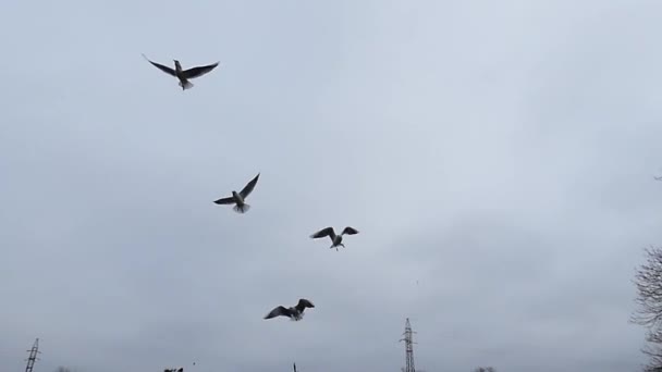 Grupo de gaivota pegar o pão no céu do parque da cidade em câmera lenta . — Vídeo de Stock