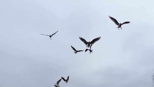 Стая чайки пытается поймать мир хлеба в небе во время кормления в облачную погоду . — стоковое видео