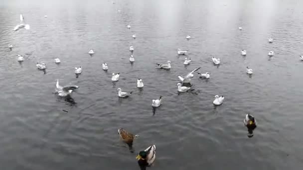 Patos y gaviotas esperando la alimentación en el estanque . — Vídeos de Stock