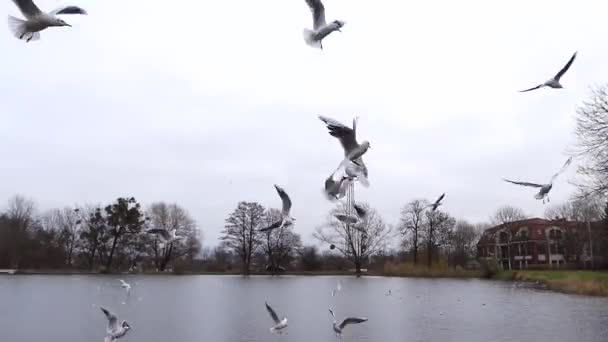 Möwen fangen die Nahrung am Himmel. Sie fliegen über den Teich und im Hintergrund alte polnische Stadt mit Strommast. — Stockvideo