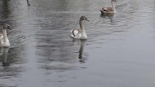 Due brutti cigni grigi che nuotano sullo stagno durante il periodo invernale . — Video Stock