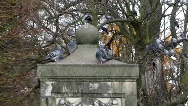 Úžasný Start létání skupiny Doves že sedí na vrcholu kamenná zídka. — Stock video