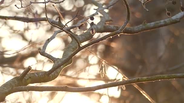 Un bel aigle tacheté avec ses pattes jaunes et ses griffes noires assis sur une branche d'arbre dans une forêt à l'automne — Video