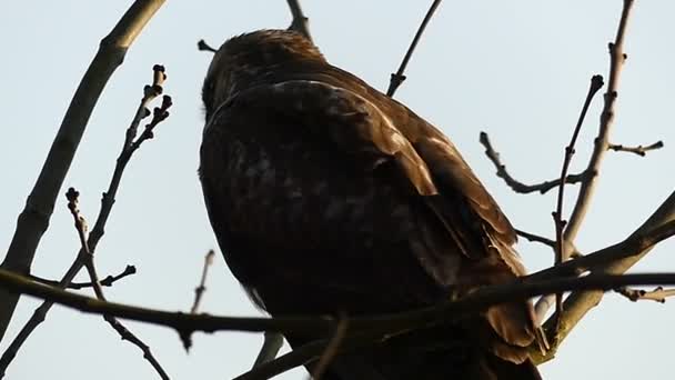 Ein großer Fleckenadler, der bei windigem Herbstwetter mit seiner schwingenden Feder auf einem Ast sitzt — Stockvideo