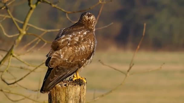 Großer brauner und weißer Adler sitzt auf einem Baumstamm und hebt an einem sonnigen Herbsttag plötzlich in einem Wald ab — Stockvideo