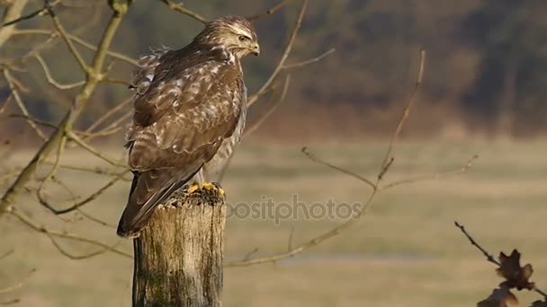 Uma águia marrom e branca grande solitária sentado num tronco na floresta com sua pena agitando em um dia ensolarado e ventoso no outono — Vídeo de Stock