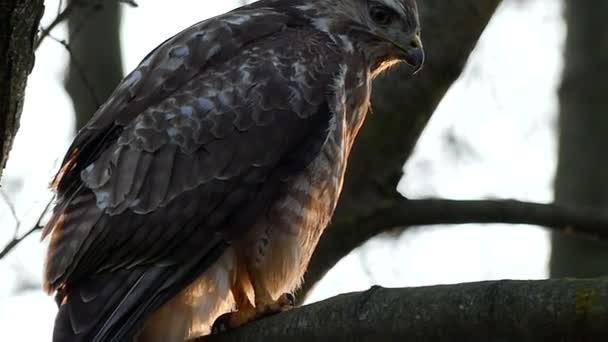 Un águila manchada grande sentada en una rama de árbol y observando el área cercana en otoño — Vídeos de Stock