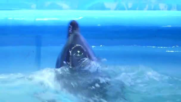 Длинный дельфин выпрыгивает из голубой воды в дельфинарии и падает в бассейн с большим количеством брызг воды — стоковое видео