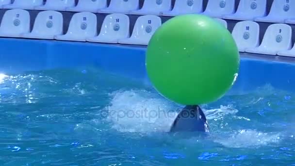 Умный дельфин держит большой зеленый шар на своем длинном носу и плавает вокруг плавательного бассейна счастливо в Slo-Mo — стоковое видео