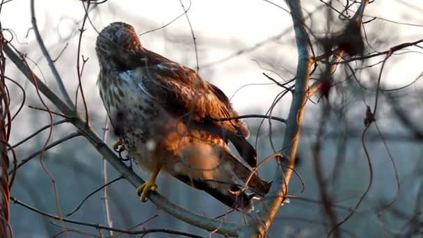 Un gran águila marrón y blanca sentada en una rama en el bosque con su pluma ondulante y repentinamente despegando en un día ventoso en la noche en otoño — Vídeos de Stock